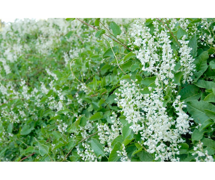 Silver Lace Vine